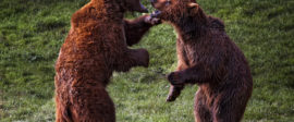 Bears fighting