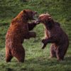 Bears fighting