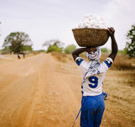 CIFOR harvest square 0