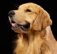 Graham Etches goldenretriever square