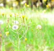 Dandelions postimage 105 0