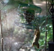 Laitylodge squirrel