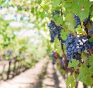 Purple grapes vineyard napa valley napa vineyard 39351