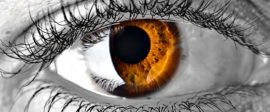 Eye