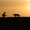 Dog trainer silhouettes sunset 38284